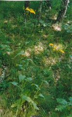 Doronicum plantagineum