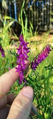 Vicia villosa