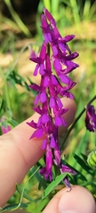 Vicia villosa