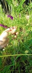 Vicia villosa