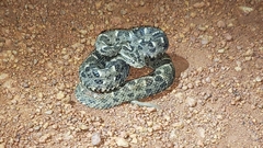 Bothrops marmoratus