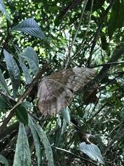 Morpho menelaus amathonte