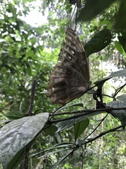 Morpho menelaus amathonte