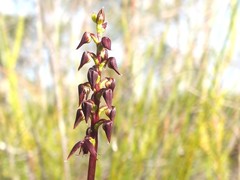 Genoplesium acuminatum