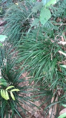 Ophiopogoneae