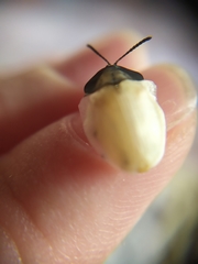 Cyrtonota thalassina
