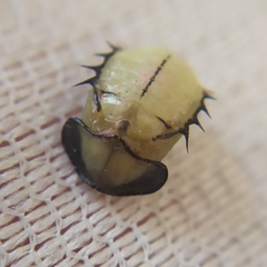 Cyrtonota thalassina