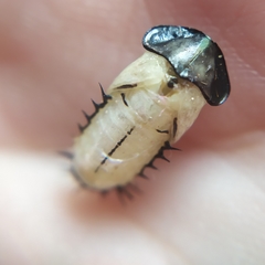 Cyrtonota thalassina