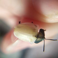 Cyrtonota thalassina