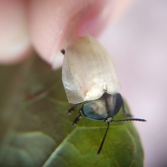 Cyrtonota thalassina