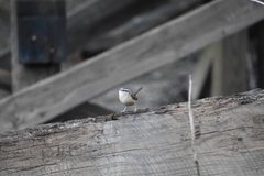 Thryothorus ludovicianus