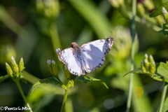 Heliopetes laviana