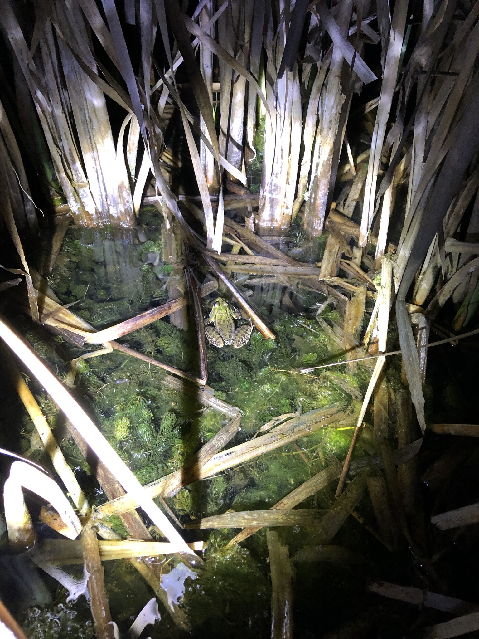 Lithobates montezumae (Baird, 1854)