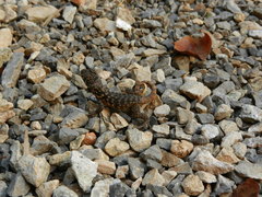 Leiocephalus carinatus