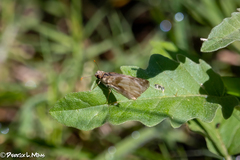 Heliopetes laviana