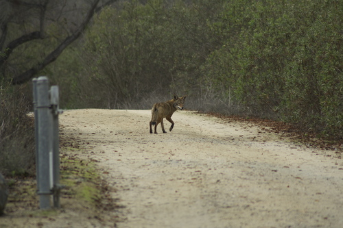 iNaturalist observation photo of Coyote