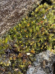 Racomitrium sudeticum
