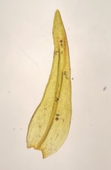 Racomitrium sudeticum