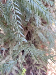 Sequoia