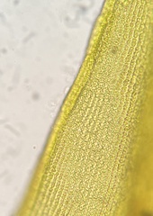 Racomitrium sudeticum
