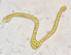 Racomitrium sudeticum