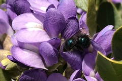 Osmia ribifloris