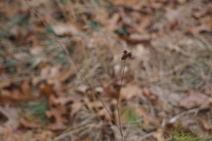 Lespedeza angustifolia