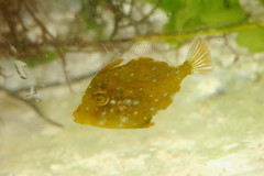 Stephanolepis setifer