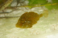 Stephanolepis setifer