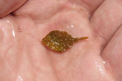 Stephanolepis setifer