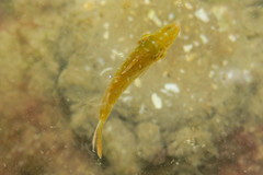 Stephanolepis setifer