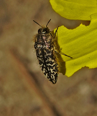 Acmaeodera labyrinthica
