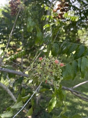 Majidea zanguebarica