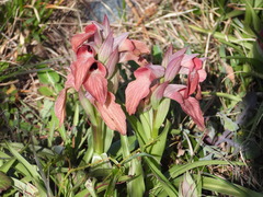 Serapias neglecta neglecta