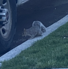 Sciurus carolinensis