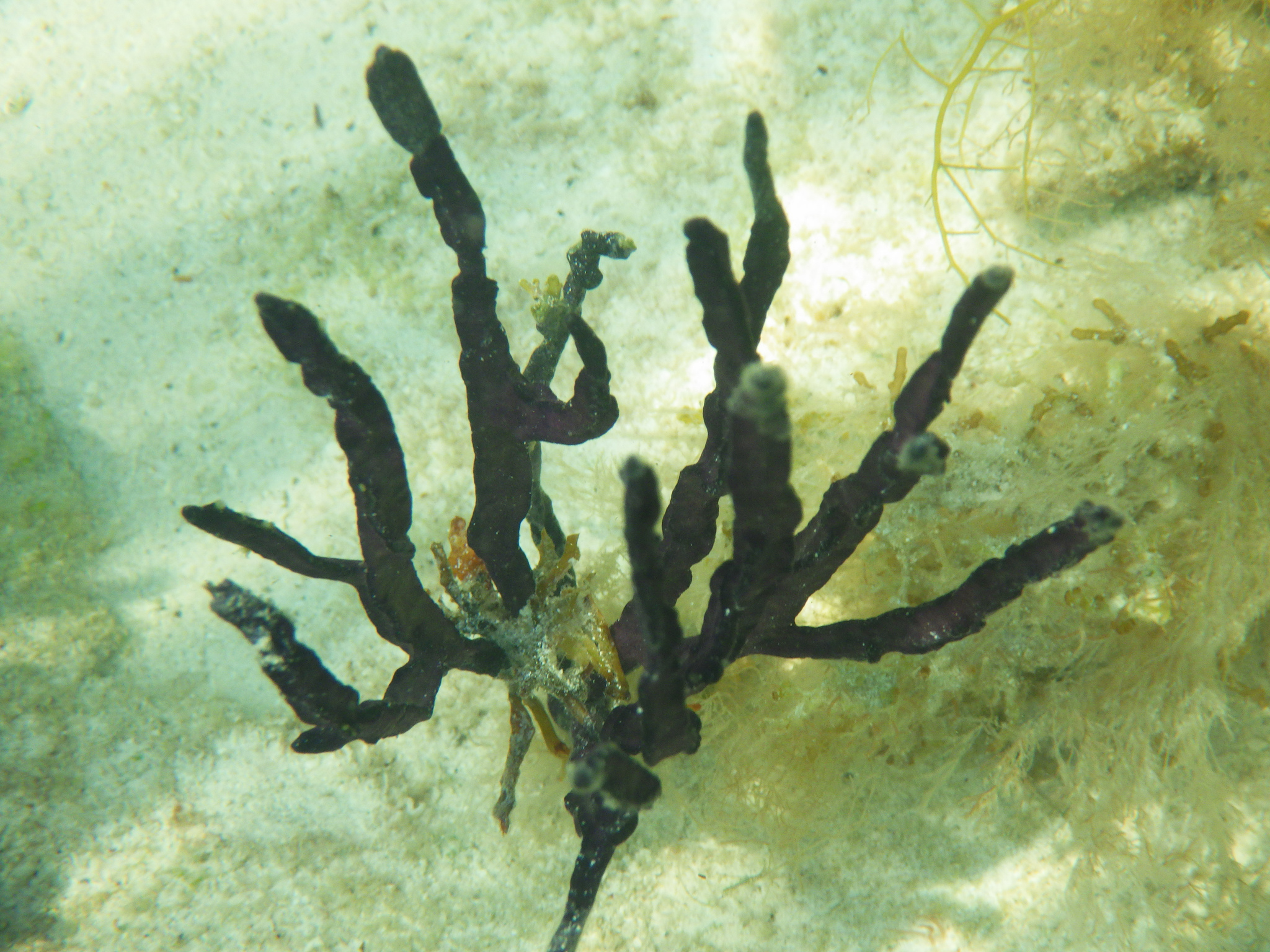 Pterogorgia anceps (Pallas, 1766)