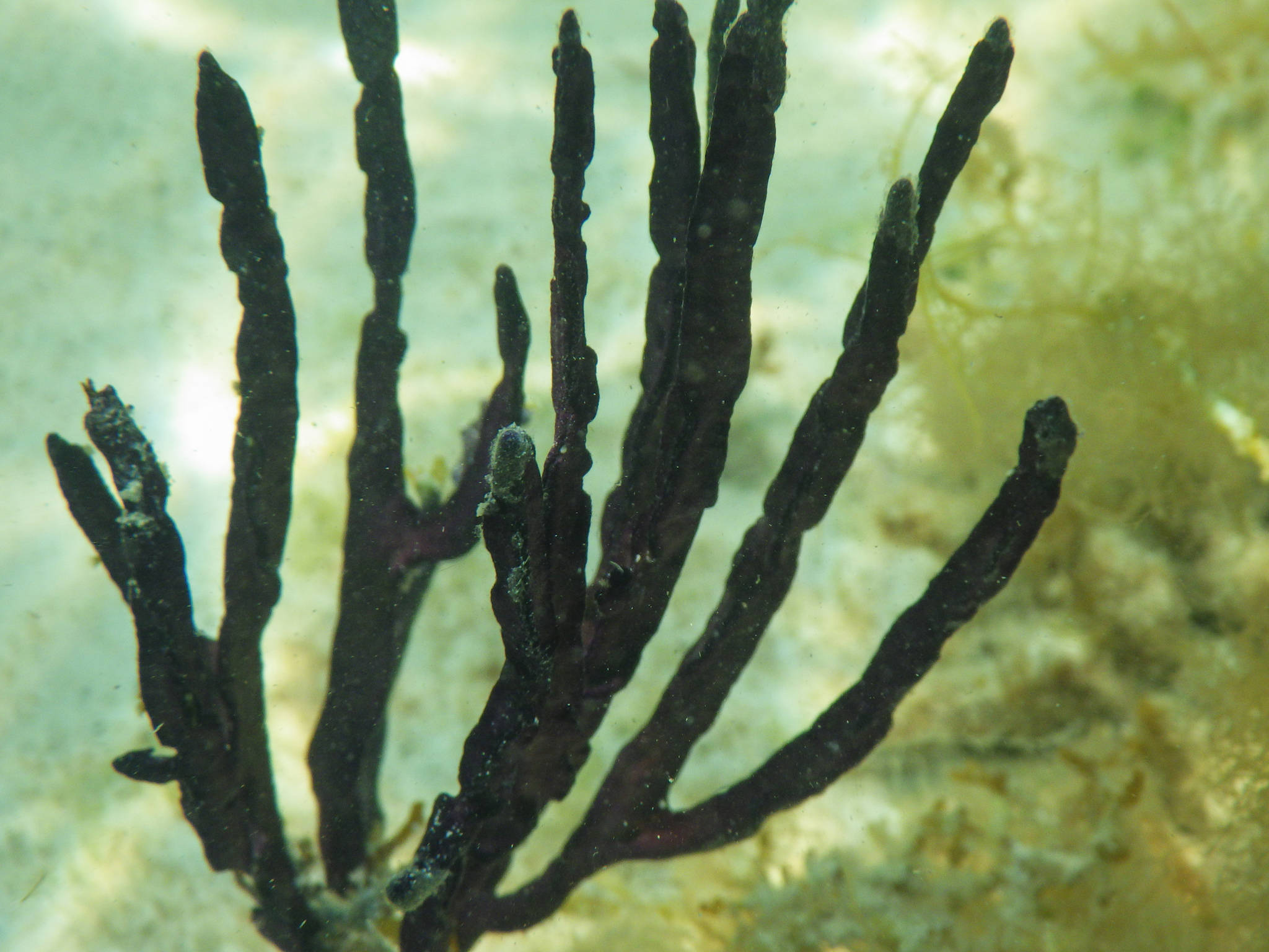 Pterogorgia anceps (Pallas, 1766)