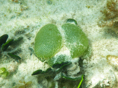 Dictyosphaeria cavernosa
