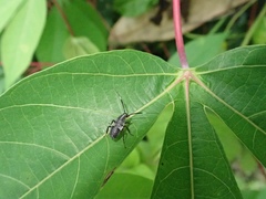 Hemithyrsocera histrio