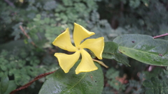Mandevilla torosa