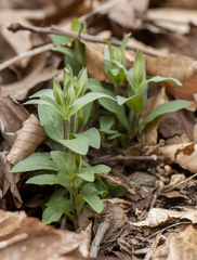 Stellaria pubera