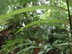 Actinacantha globulata