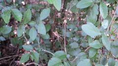 Micrathena sagittata