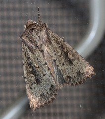 Dasygaster nephelistis