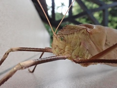 Arachnacris tenuipes