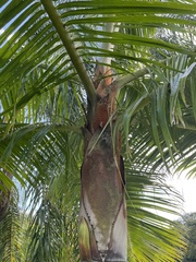 Dypsis leptocheilos