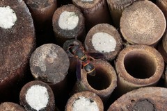 Euodynerus apopkensis