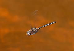 Helocordulia selysii