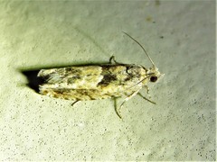 Pseudexentera hodsoni