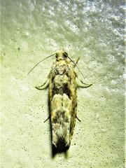 Pseudexentera hodsoni